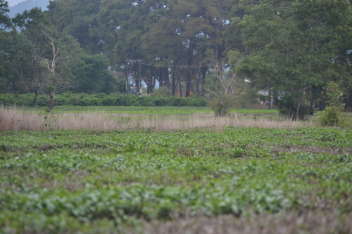 DSC_0371.jpeg