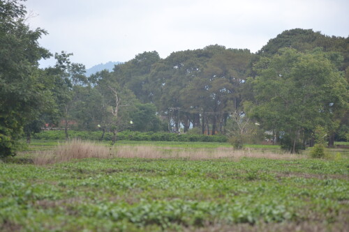 DSC_0372.jpeg