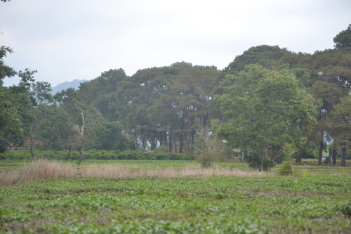 DSC_0373.jpeg