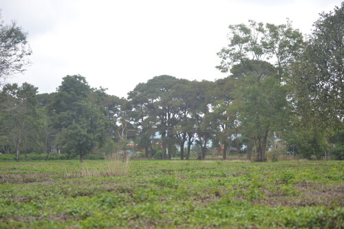 DSC_0378.jpeg
