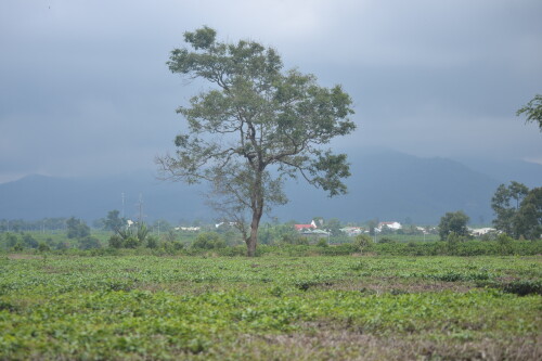 DSC_0385.jpeg