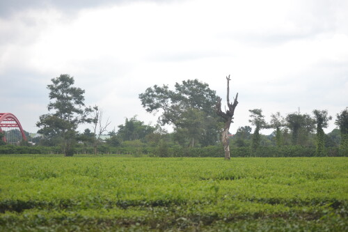 DSC_0413.jpeg