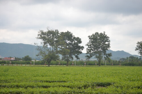 DSC 0414
