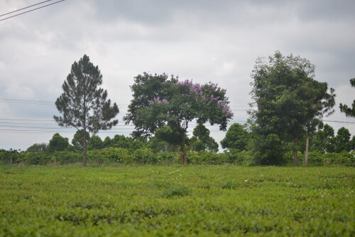 DSC 0423
