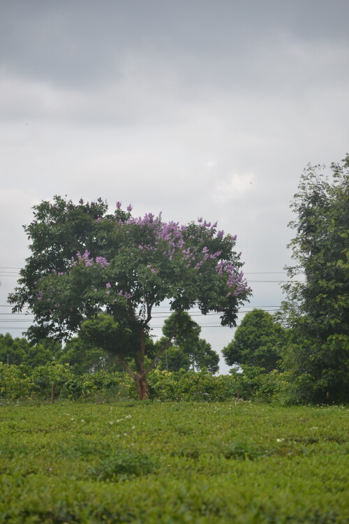 DSC_0424.jpeg